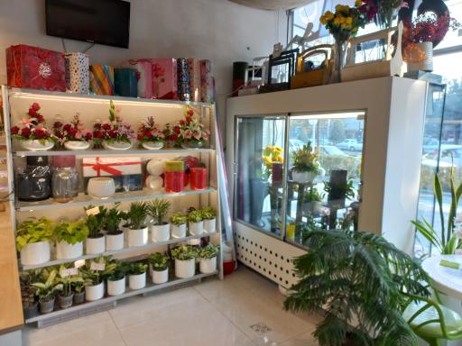 عکس گل آگین