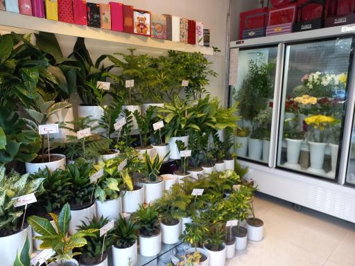 عکس گل آگین