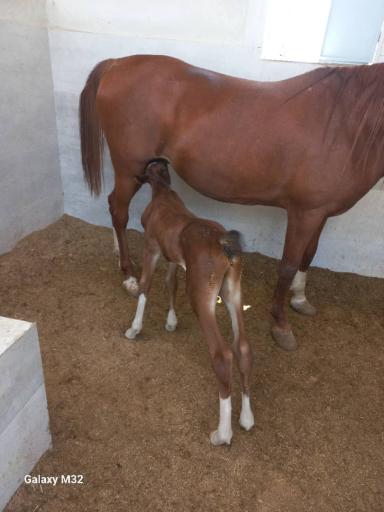 عکس باشگاه پرورش اسب ذوالجناح(شعبانی)