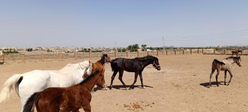 عکس باشگاه پرورش اسب ذوالجناح(شعبانی)