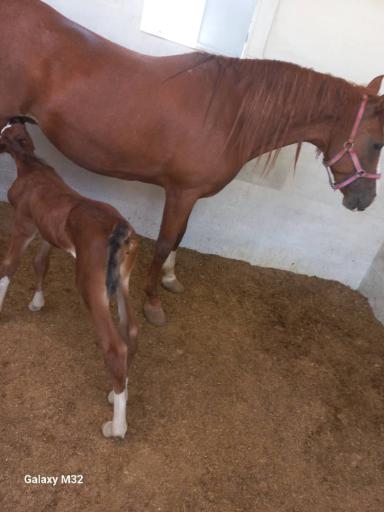 عکس باشگاه پرورش اسب ذوالجناح(شعبانی)