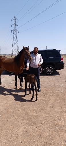 عکس باشگاه پرورش اسب ذوالجناح(شعبانی)
