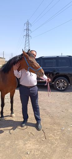 عکس باشگاه پرورش اسب ذوالجناح(شعبانی)