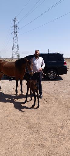 عکس باشگاه پرورش اسب ذوالجناح(شعبانی)