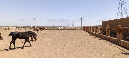 عکس باشگاه پرورش اسب ذوالجناح(شعبانی)