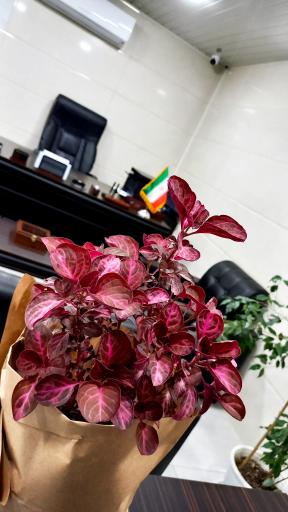 عکس املاک محمد لاهیجان