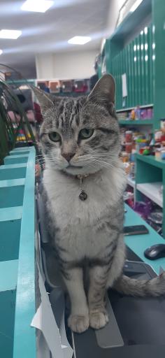 کلینیک دامپزشکی دکتر کهنمویی 