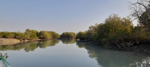 عکس جنگل حرا