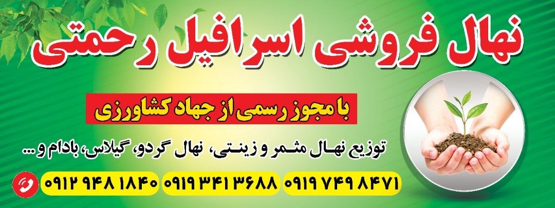 عکس نهال فروشی اسرافیل رحمتی 