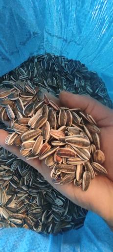 عکس بوجاری رضایی