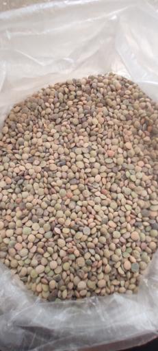 عکس بوجاری رضایی