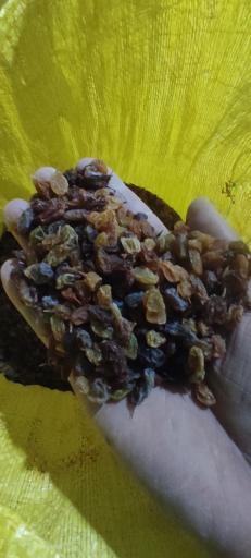 عکس بوجاری رضایی