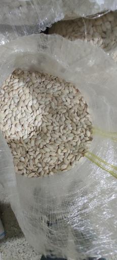 عکس بوجاری رضایی