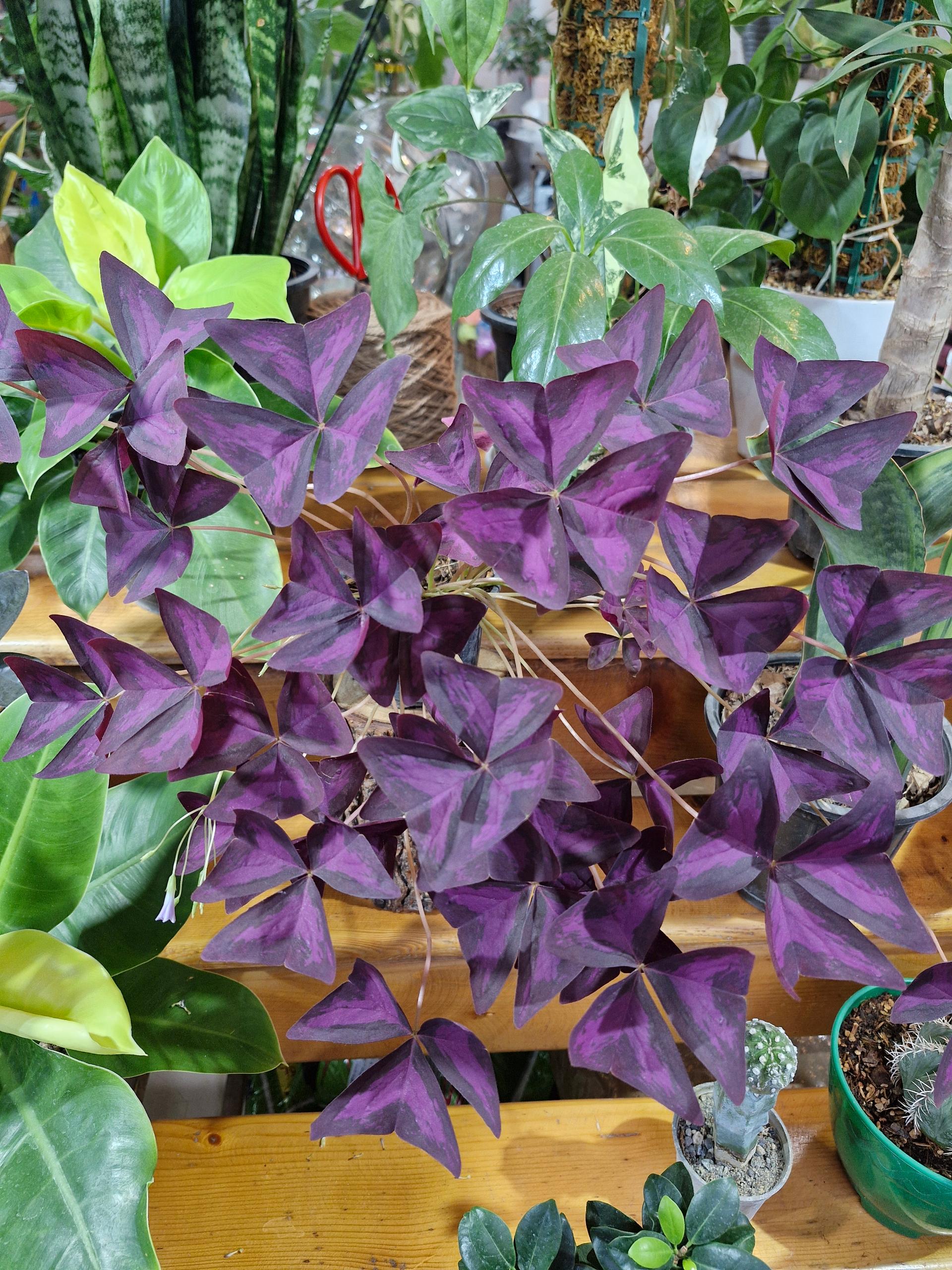 عکس گلفروشی حمید