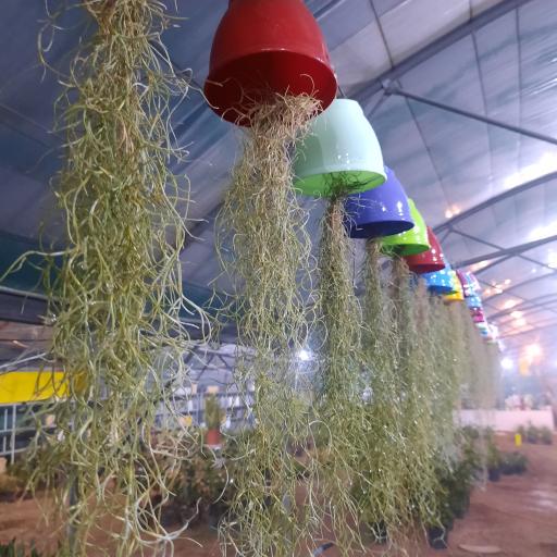 عکس دهکده گل و گیاه چیچک