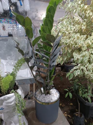 عکس گلباغ همیشه بهار