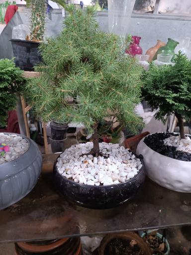 عکس گلباغ همیشه بهار