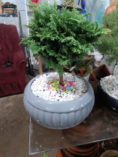 عکس گلباغ همیشه بهار