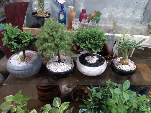 عکس گلباغ همیشه بهار