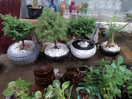 عکس گلباغ همیشه بهار