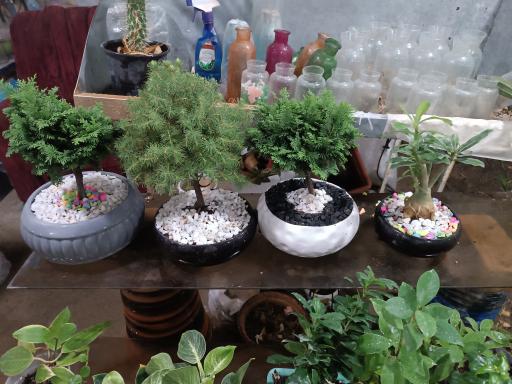 عکس گلباغ همیشه بهار