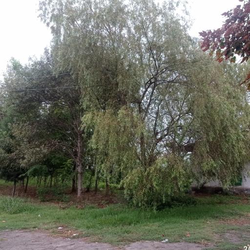عکس امامزاده علیرضا سرطاق