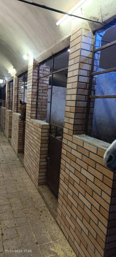 باشگاه سوارکاری شاهان