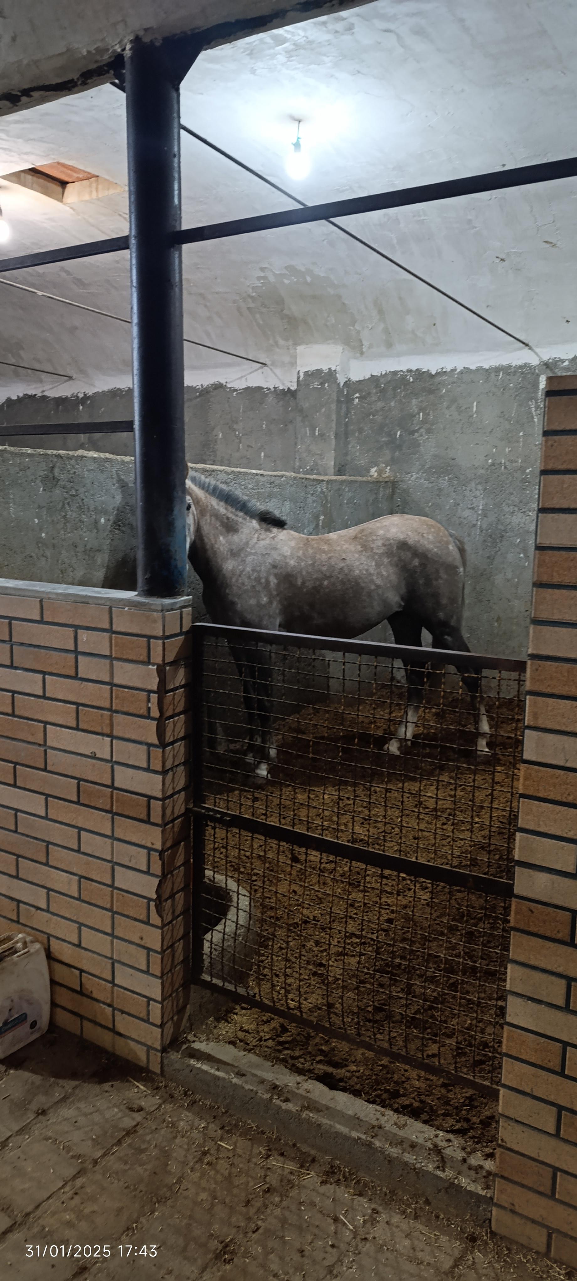 عکس باشگاه سوارکاری شاهان