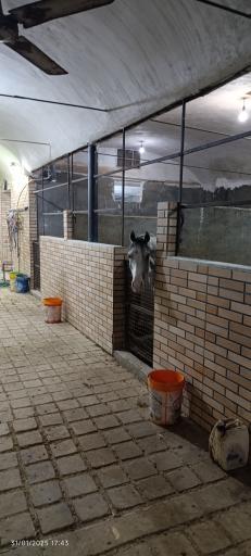 باشگاه سوارکاری شاهان