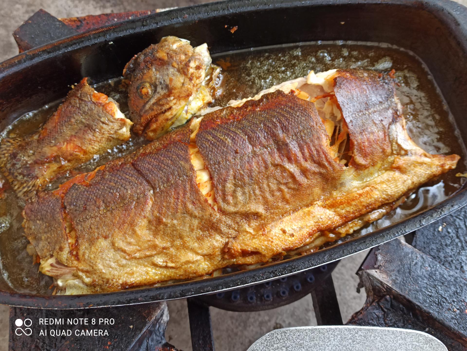 عکس پرورش ماهی قزل آلا برارنژاد 