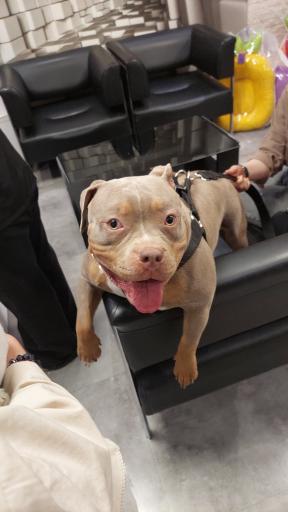 عکس کلینیک دامپزشکی دکتر پویا