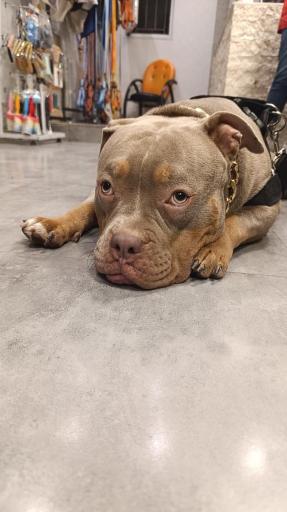 عکس کلینیک دامپزشکی دکتر پویا