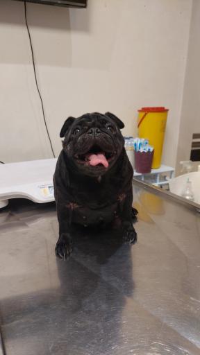 عکس کلینیک دامپزشکی دکتر پویا