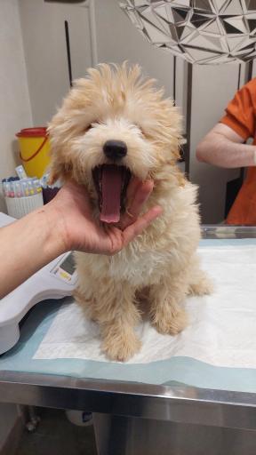 عکس کلینیک دامپزشکی دکتر پویا