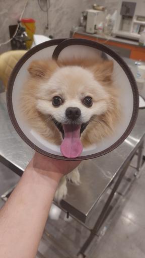 عکس کلینیک دامپزشکی دکتر پویا