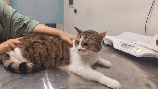 عکس کلینیک دامپزشکی دکتر پویا