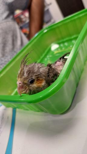 عکس کلینیک دامپزشکی دکتر پویا