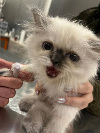 کلینیک دامپزشکی دکتر پویا