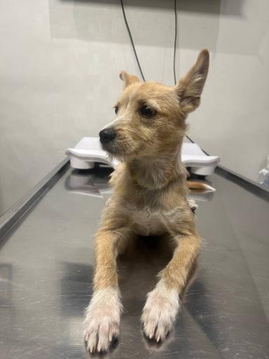 عکس کلینیک دامپزشکی دکتر پویا