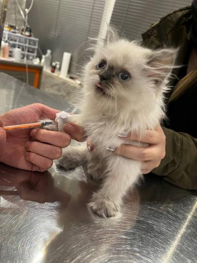 عکس کلینیک دامپزشکی دکتر پویا