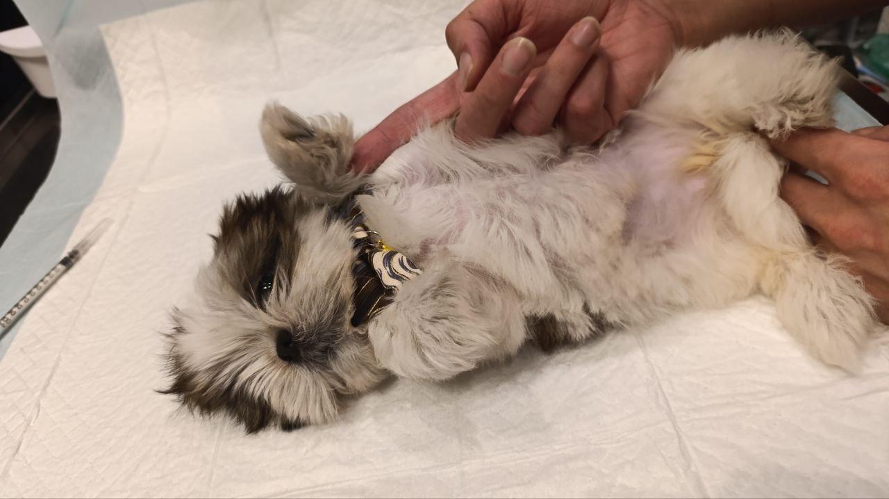 عکس کلینیک دامپزشکی دکتر پویا