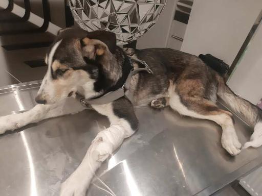 عکس کلینیک دامپزشکی دکتر پویا