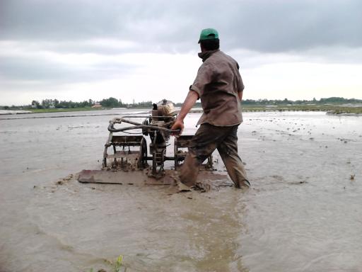 عکس بوجایه