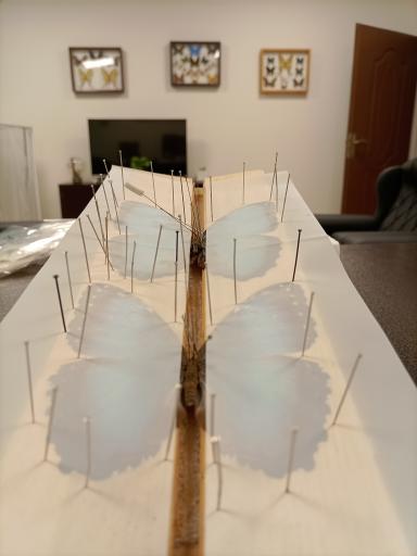 عکس شرکت تجهیزات حشره شناسی ماهور