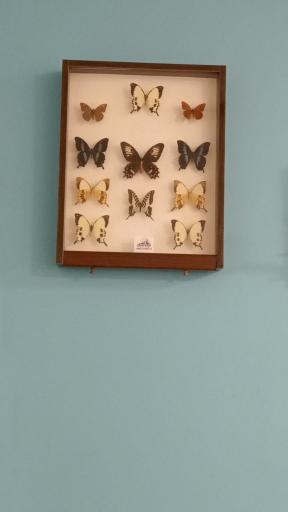 عکس شرکت تجهیزات حشره شناسی ماهور