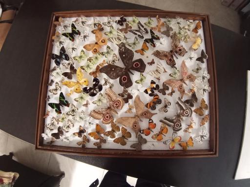 عکس شرکت تجهیزات حشره شناسی ماهور