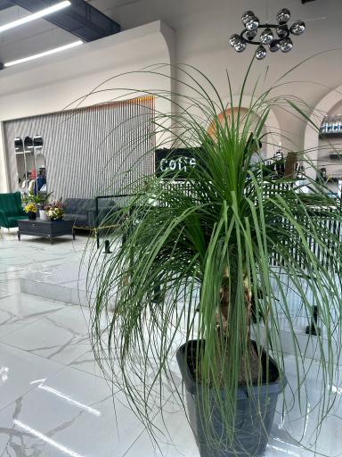 عکس پوشاک خانواده کاریزماتیک