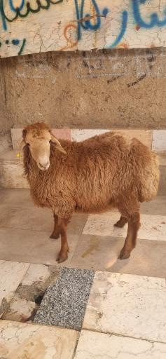 عکس دامداری شجاعی 