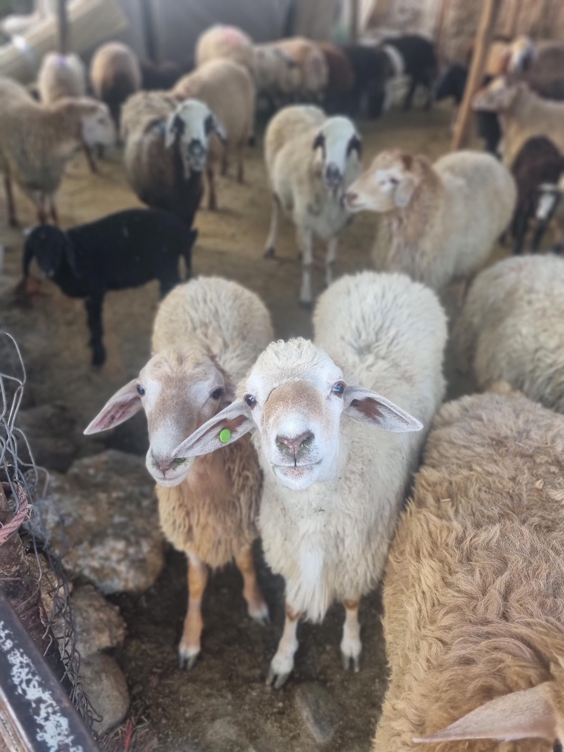 عکس دامداری شجاعی 