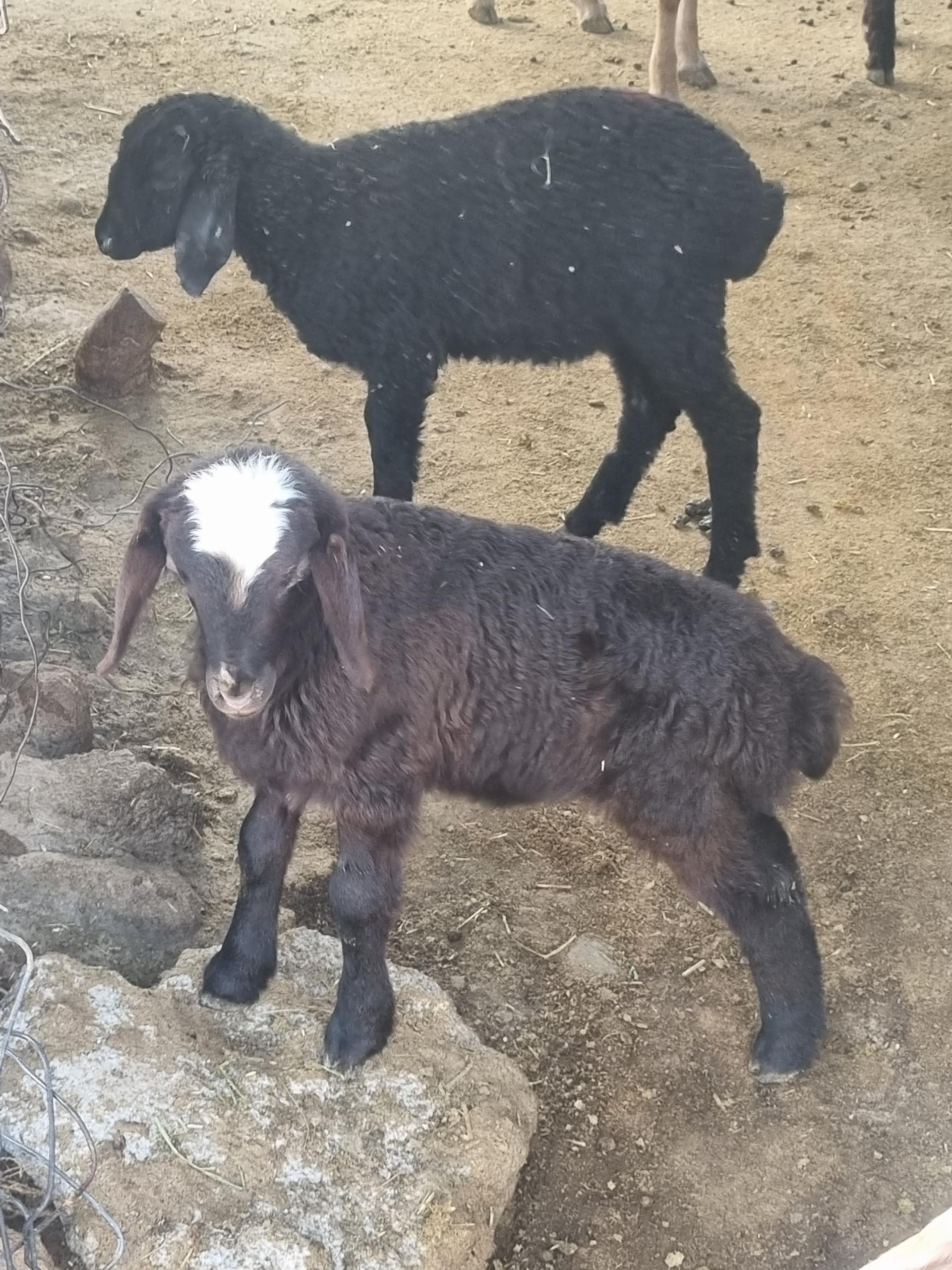 عکس دامداری شجاعی 